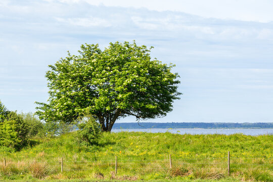Flowering rowan tree by a lake