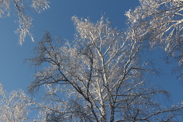 Trees in winter. Branches with snow on blue sky	