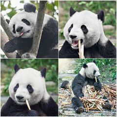 Images of giant panda sleeps in the tropical forest.