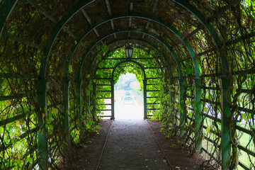 Fototapeta na wymiar Green Pergola (tunnel, passage) in the garden. Overgrown plants covered with roots inside pergola
