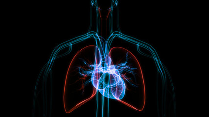 Fototapeta na wymiar Human Circulatory System Heart Anatomy