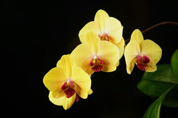 Naklejka na ściany i meble Yellow orchid flowers in a black background. View from the side, home flower. Phalaenopsis close up. 