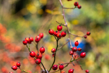 Ripened rose hips on shrub branches, red healthy fruits of Rosa canina plant, late autumn harvest