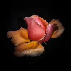Close of Joey Rose in bloom, spring