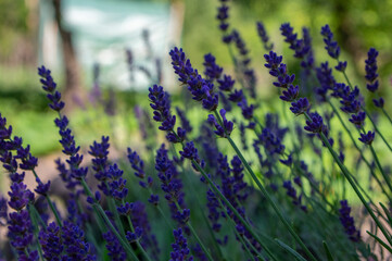 Lavandula angustifolia bunch of flowers in bloom, purple scented flowering plant, green background