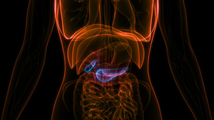 Fototapeta na wymiar Human Internal Organ Pancreas with Gallbladder Anatomy
