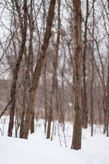 Fototapeta na wymiar Deep wood during daytime in winter. Winter forest.