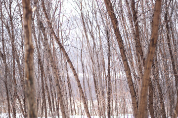 Deep wood during daytime in winter. Winter forest.