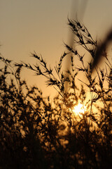 sunset in the field