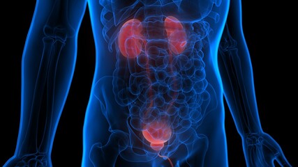 Human Urinary System Kidneys with Bladder Anatomy