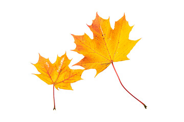 colorful autumn leafes wihtout background