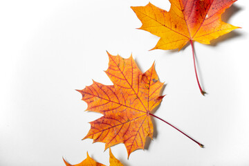 colorful autumn leafes on white background