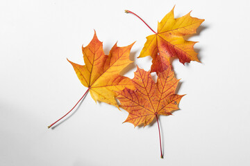 colorful autumn leafes on a white background