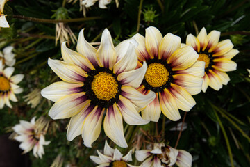 Close up of  Daisy flowers in full bloom, Spring Flowers