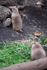 巣穴の前で警戒する秋のプレーリードッグ達