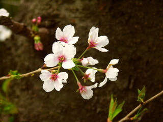 桜の木の幹に咲くソメイヨシノの花
