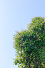 Tree with blue sky background