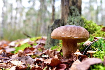 White mushroom in forest in autumn. Big boletus grows in the wildlife against the background of green moss. Porcini bolete mushrooms. Season for picked gourmet mushrooming.