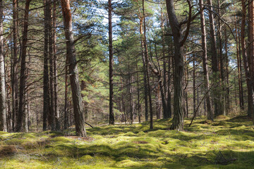 Fototapeta na wymiar Pine forest growing on a mossed ground n a sunny day