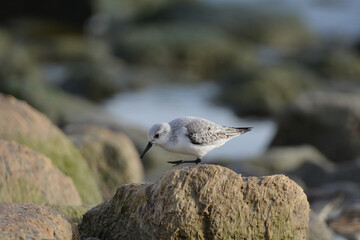 Sanderling Sandpiper