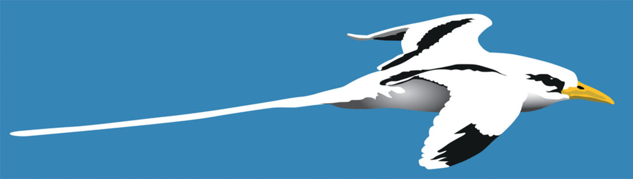 Oiseaux - Le paille-en-queue (Phaethon lepturus)