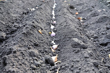 Garlic bed. Growing useful vegetables in the garden. Many small garlic bulbs are planted in the ground for seedlings.