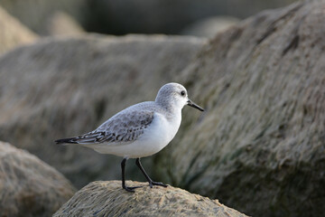 Sanderling Sandpiper