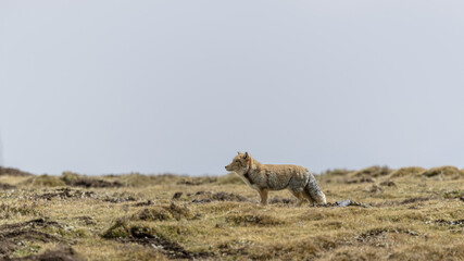 Beautiful shot of a Tibetan Sand Fox in an arid environment