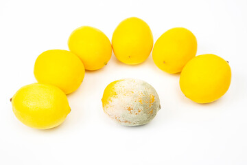 Rotten lemon next to fresh lemons on a white background.