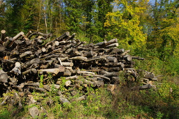 Fototapeta na wymiar Pile stack of wood logs in forest deforestation logging. Log trunks pile, the logging timber forest wood industry. Woodpile of freshly harvested pine logs on a forest at autumn season.