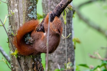 portrait of red squirrel in the tree