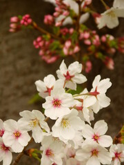 Fototapeta na wymiar 満開の桜とツボミ風景