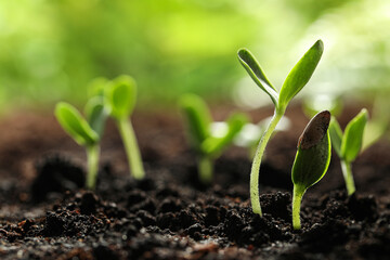 Young vegetable seedlings growing in soil outdoors, space for text