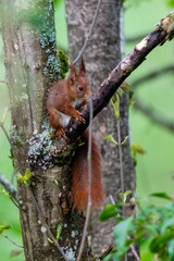 portrait of red squirrel in the tree