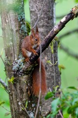 portrait of red squirrel in the tree