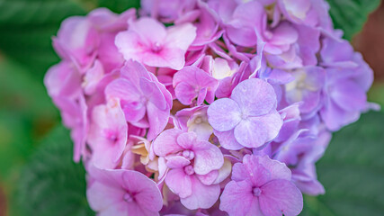 Fototapeta na wymiar Purple Flower Blossom