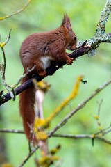 portrait of red squirrel in the tree
