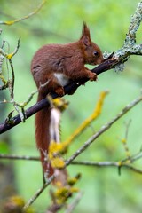 portrait of red squirrel in the tree