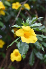 Allamanda