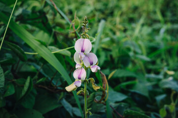Obraz premium pink and white flower