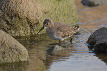 Dunlin Sandpiper