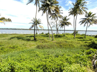 Beautiful palm garden beside the lake. Trees on the beach