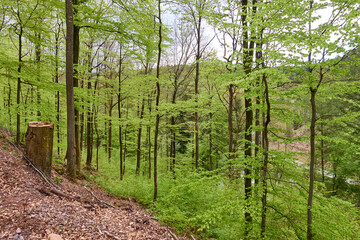 Hellgrüner Laubwald, junge Bäume