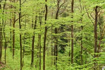 Hellgrüner Laubwald, junge Bäume