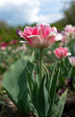 Fototapeta na wymiar Variegated terry tulip in a flowerbed with buds