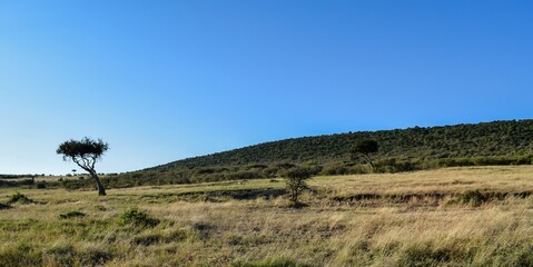 Kenya: landscape of maasai mara park