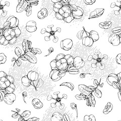 Seamless Pattern with branch acerola cherry, fruit, flower . Detailed hand-drawn sketches, vector botanical illustration.