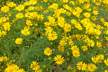 beautiful yellow flowers in the garden