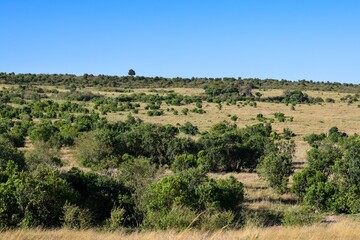 Fototapeta premium Kenya: landscape of maasai mara park