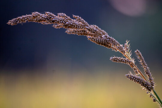 Ragi Crop, Millet crop, wonder grain. High quality photo